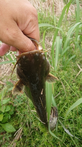 ナマズの釣果