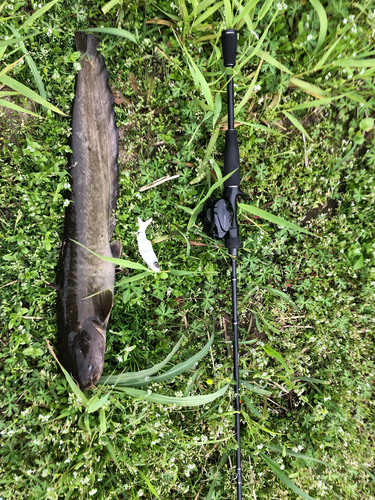 ナマズの釣果