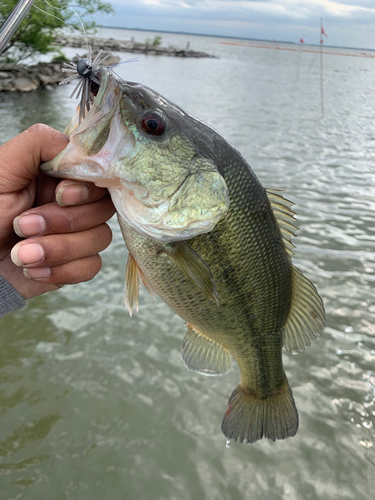 ラージマウスバスの釣果