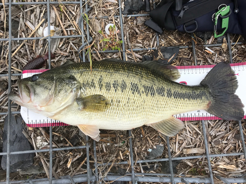 ブラックバスの釣果