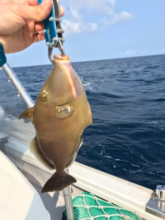 メガネハギの釣果