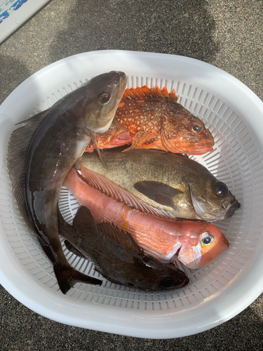 アマダイの釣果