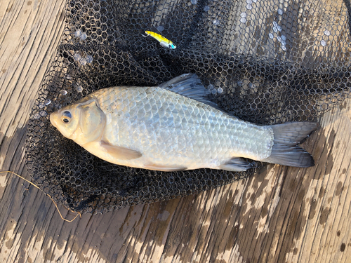 ヘラブナの釣果