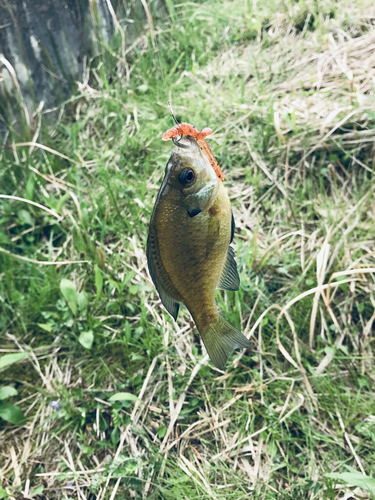 ブルーギルの釣果