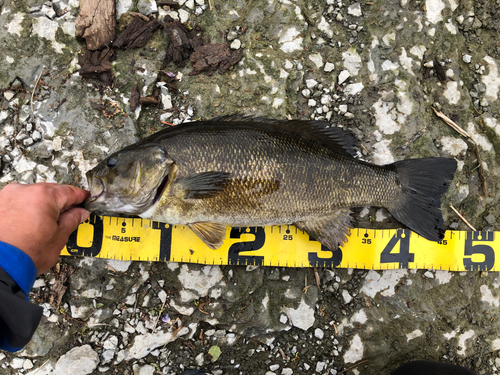 スモールマウスバスの釣果