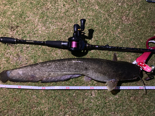 ニホンナマズの釣果