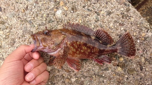 カサゴの釣果