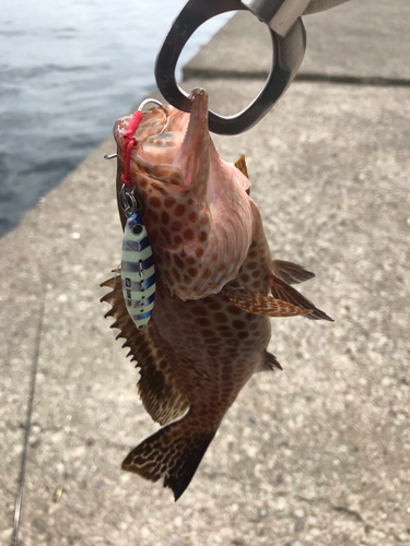 オオモンハタの釣果