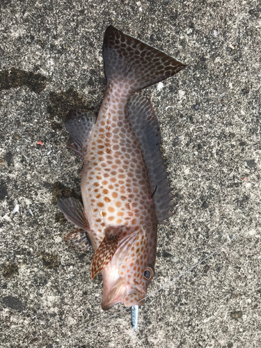 オオモンハタの釣果