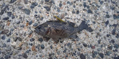 タケノコメバルの釣果