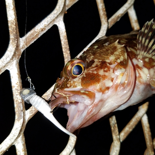 カサゴの釣果