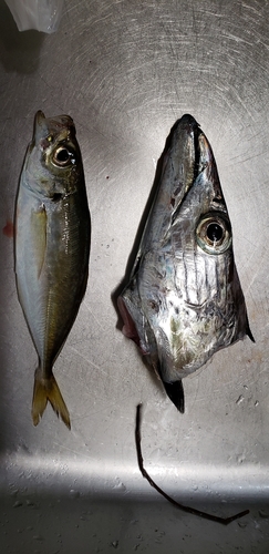 タチウオの釣果