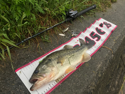 ブラックバスの釣果