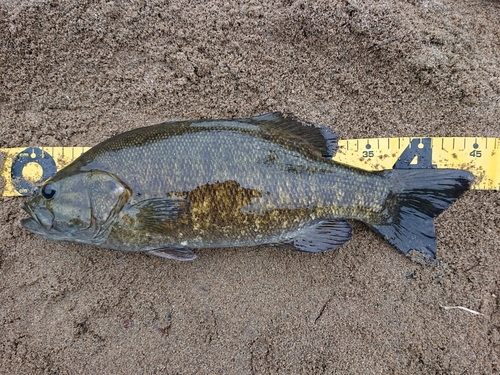 スモールマウスバスの釣果