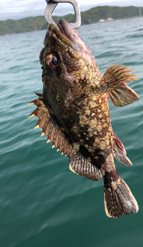 ガシラの釣果