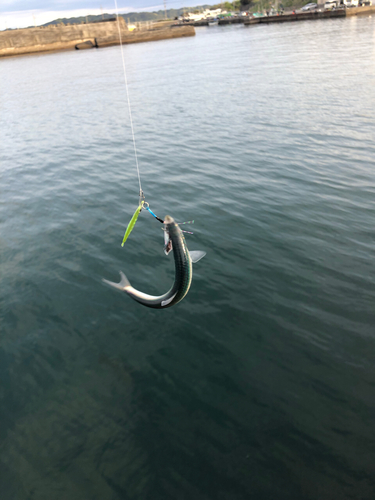 サバの釣果