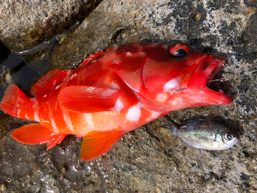 アカハタの釣果