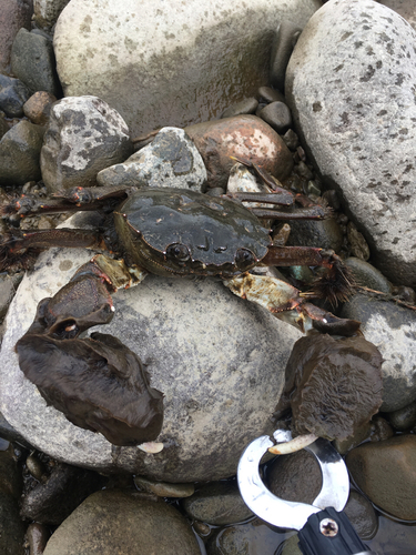 カニの釣果