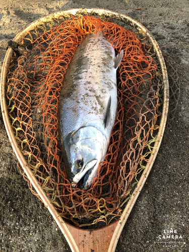 サクラマスの釣果