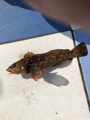 アイナメの釣果