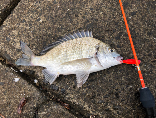 ミナミクロダイの釣果