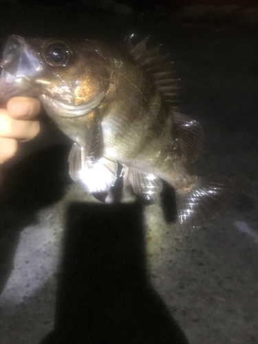 シロメバルの釣果