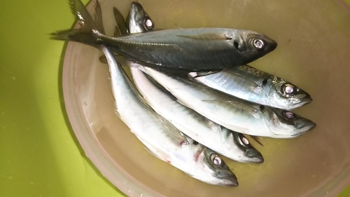 アジの釣果