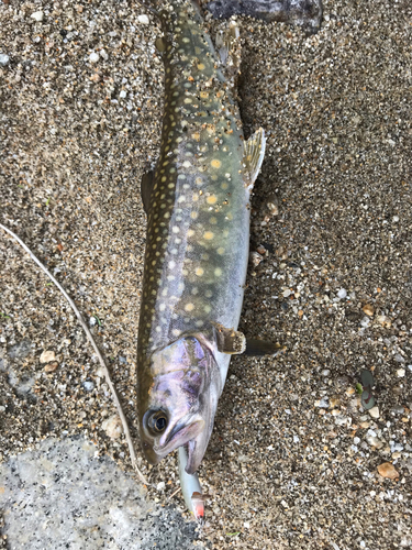 イワナの釣果