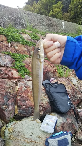 キスの釣果