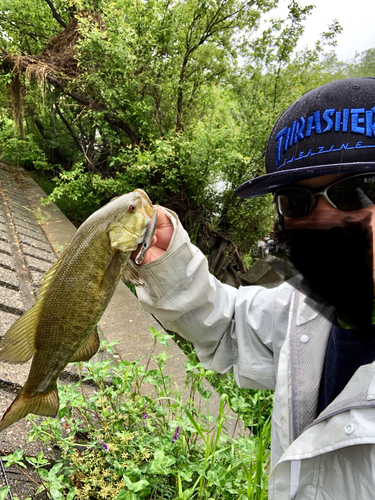 スモールマウスバスの釣果