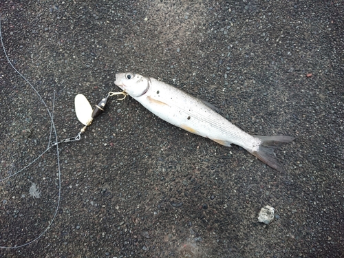 ウグイの釣果