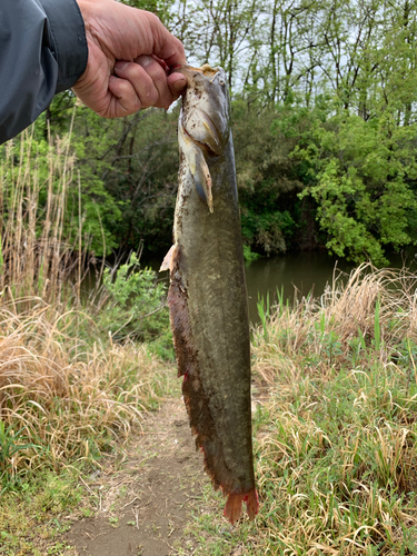 ナマズの釣果