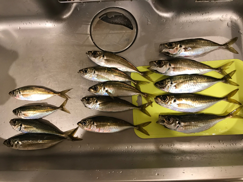 アジの釣果