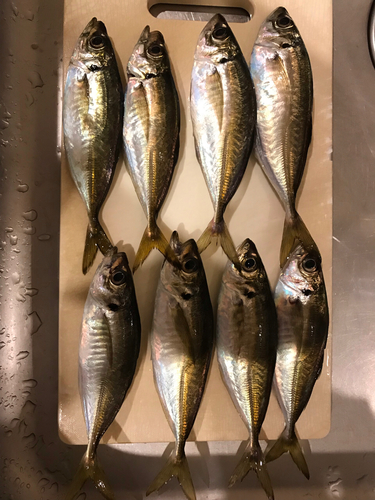 アジの釣果