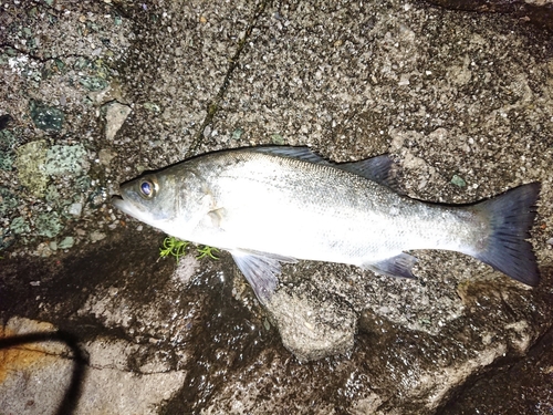 スズキの釣果