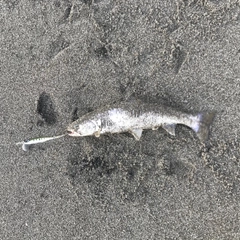 アメマスの釣果