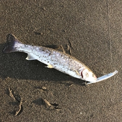 アメマスの釣果