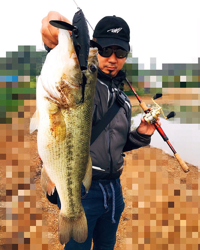 ブラックバスの釣果