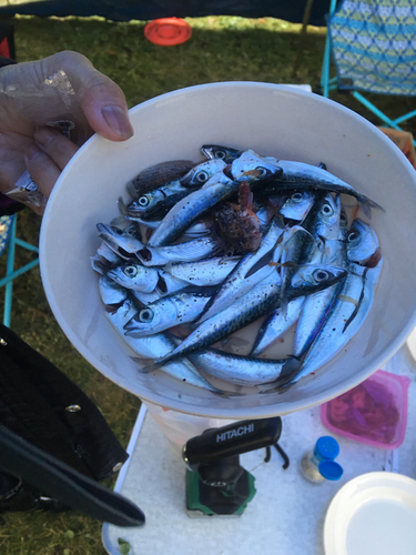 サバの釣果