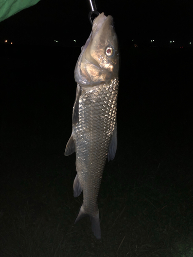 ニゴイの釣果