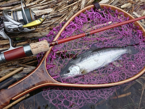 ヤマメの釣果