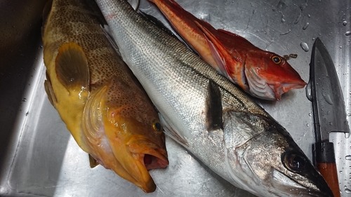 アオハタの釣果