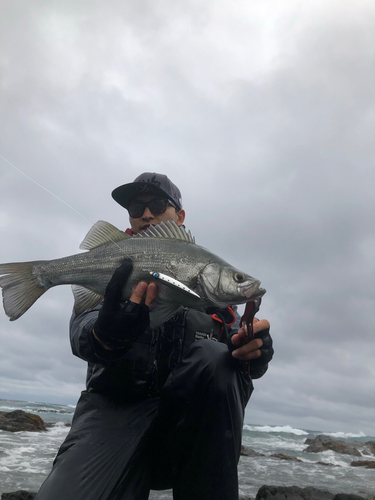 ヒラスズキの釣果