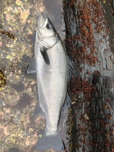 ヒラスズキの釣果