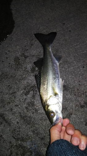 セイゴ（マルスズキ）の釣果