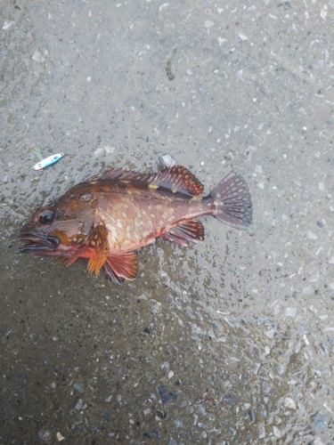 カサゴの釣果