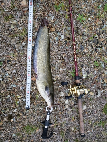 ナマズの釣果