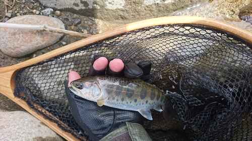 アマゴの釣果