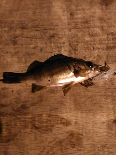 シロメバルの釣果