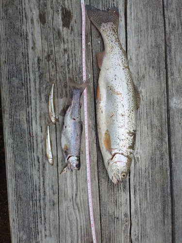 ニジマスの釣果